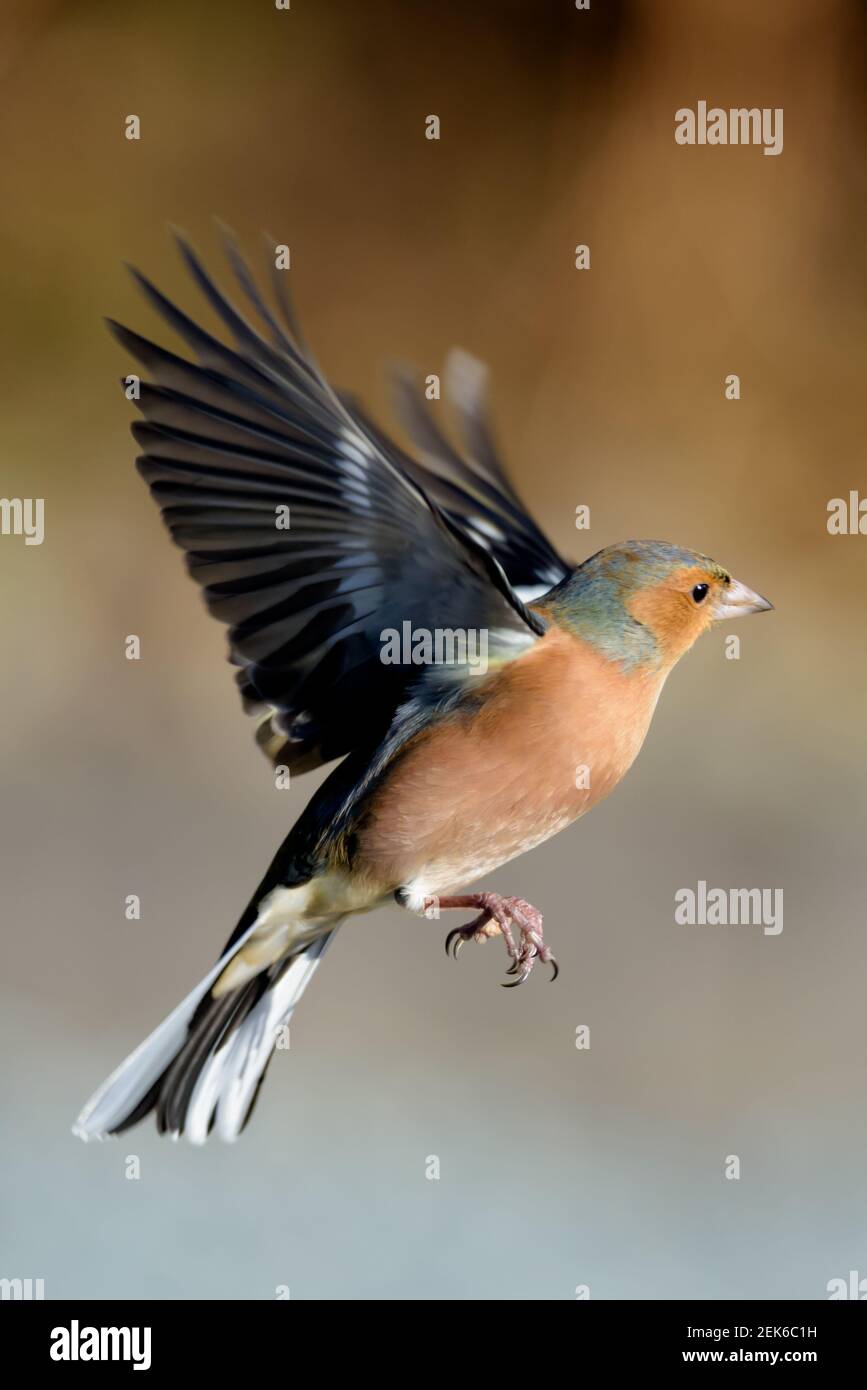 Chaffinch mâle dans le profil de vol droit Banque D'Images