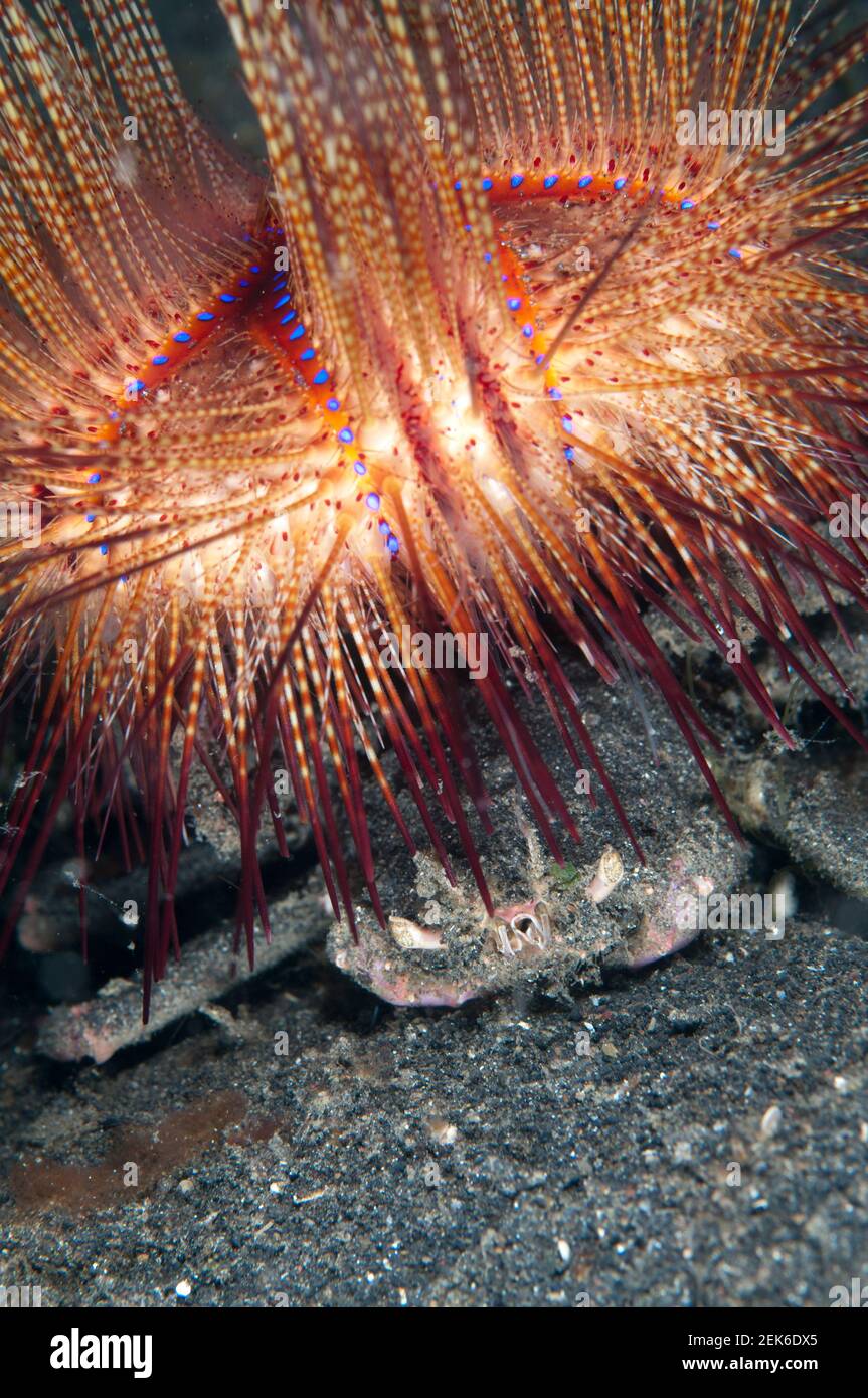 Crabe doriqué, frascone Dorippe, portant un faux oursin, Astropyga radiata, site de plongée Jahir, détroit de Lembeh, Sulawesi, Indonésie Banque D'Images