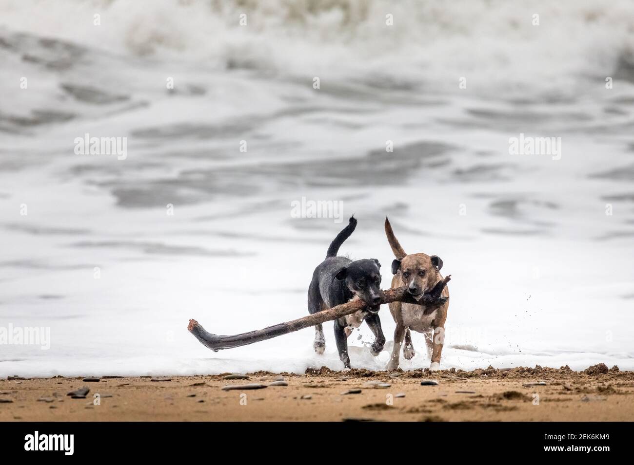 Myrtleville, Cork, Irlande. 23 février 2021. Deux chiens terriers Cassie et Cooper retrive un bâton de la mer à Myrtleville Beach, Co. Cork, Irlande. - crédit; Daavid Creedon / Alamy Live News Banque D'Images