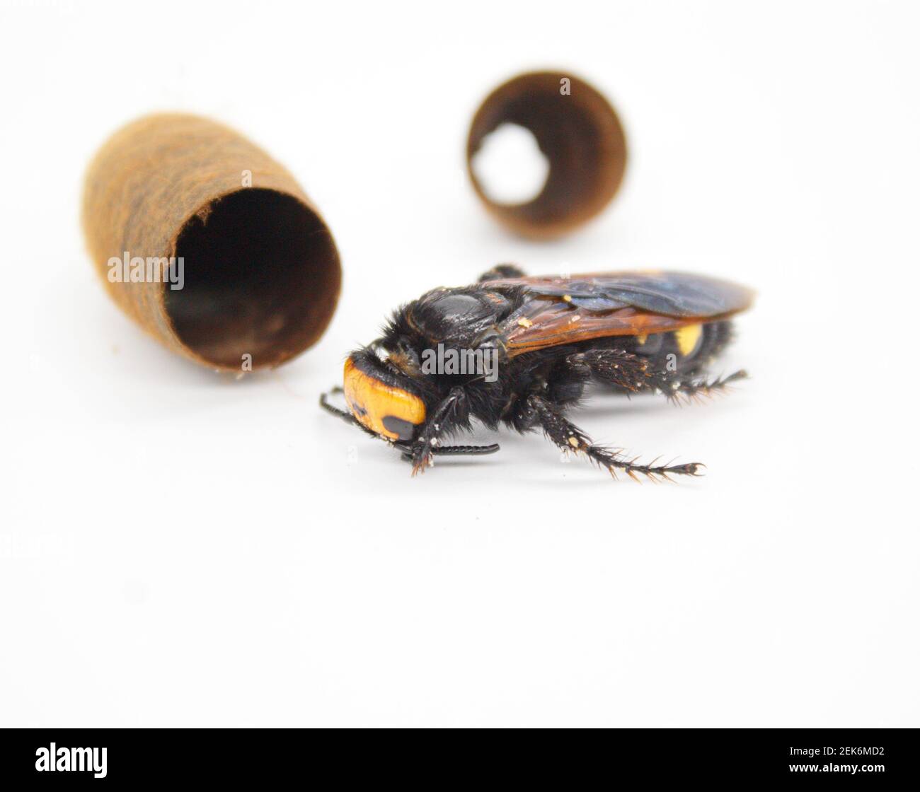 Guêpe mammouth, Megascolia maculata flavifrons. Isolé sur fond blanc Banque D'Images