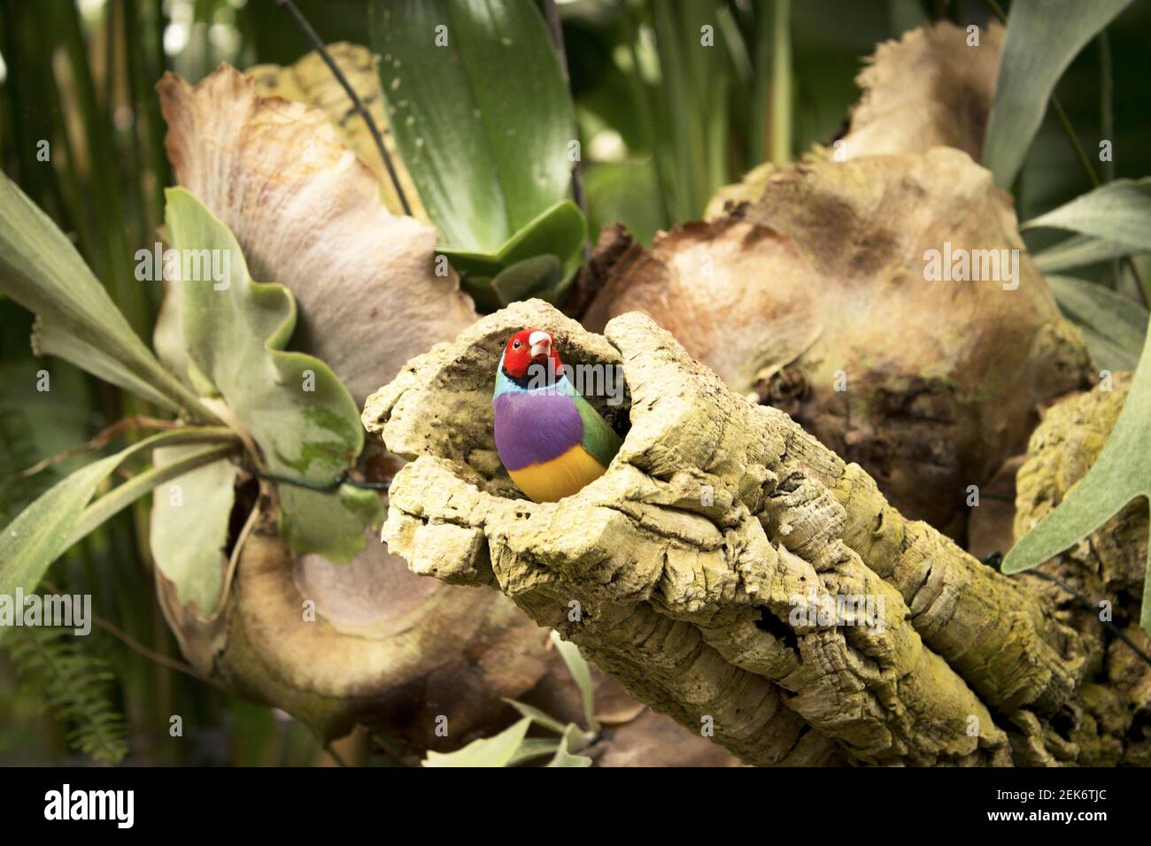 Gould finch oiseau à l'intérieur de son nid dans un arbre. Personne Banque D'Images