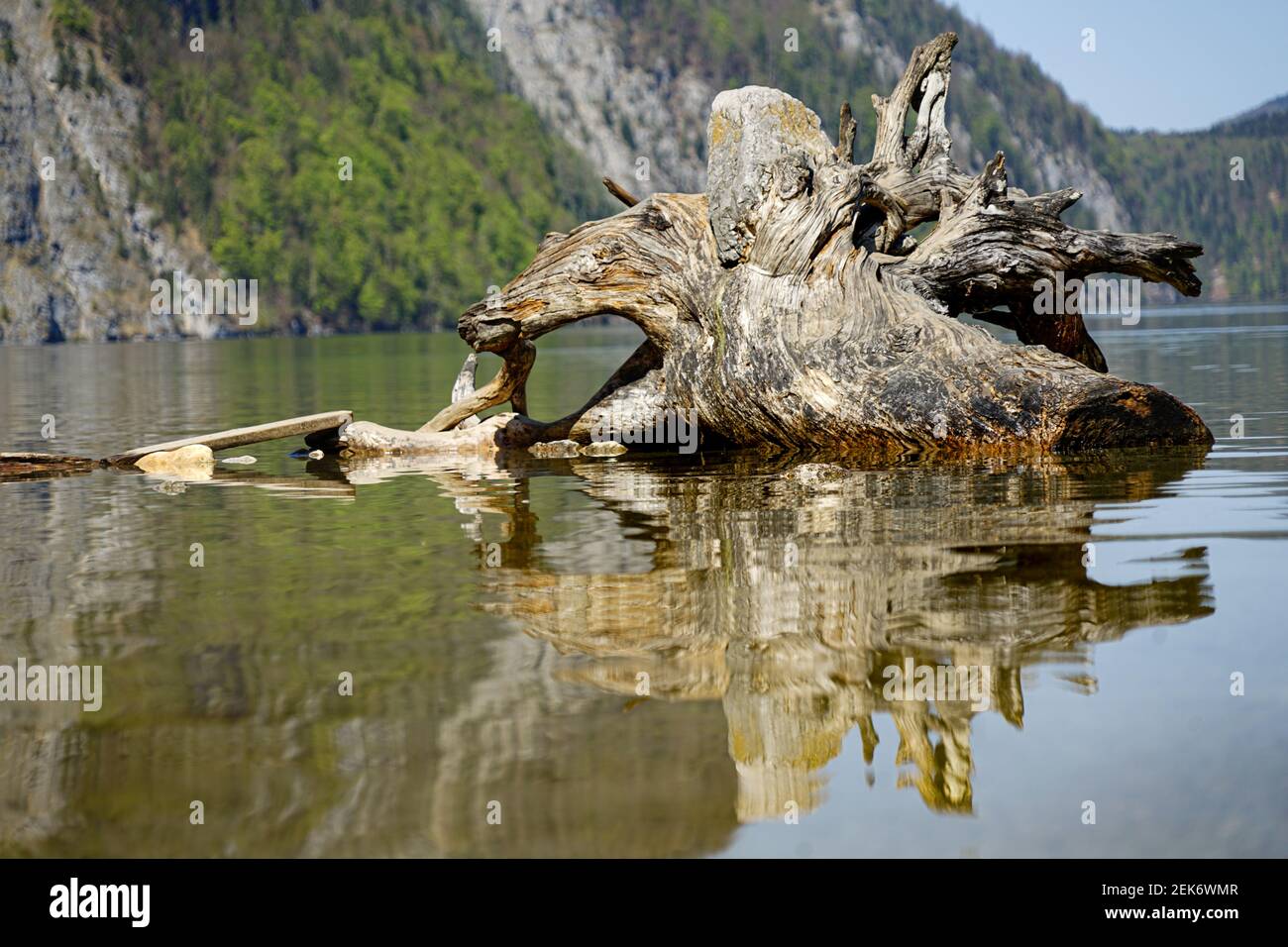 Immense vieille racine d'arbre située dans un lac peu profond réfléchi dans l'eau Banque D'Images