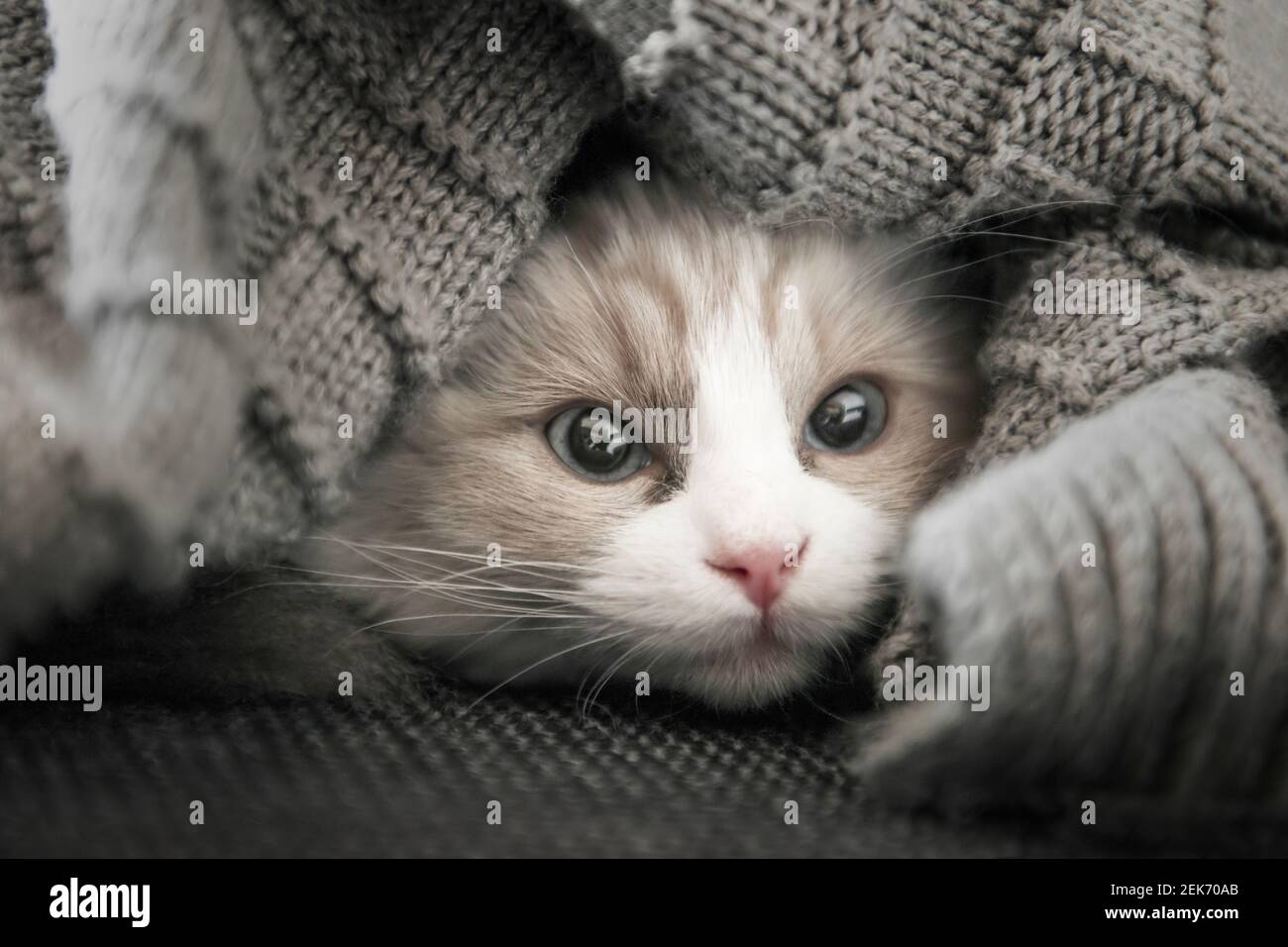 Petit Kitten se trouve sous la couverture grise. Faible profondeur de champ. SDF. Banque D'Images