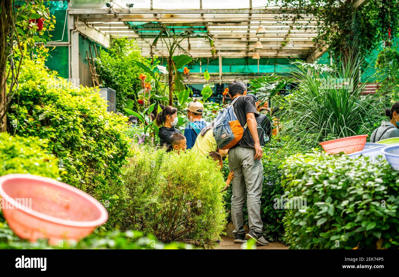 Dali Chine , 6 octobre 2020 : touristes à l'intérieur du bâtiment du monde des papillons au parc des papillons à Dali Yunnan Chine Banque D'Images