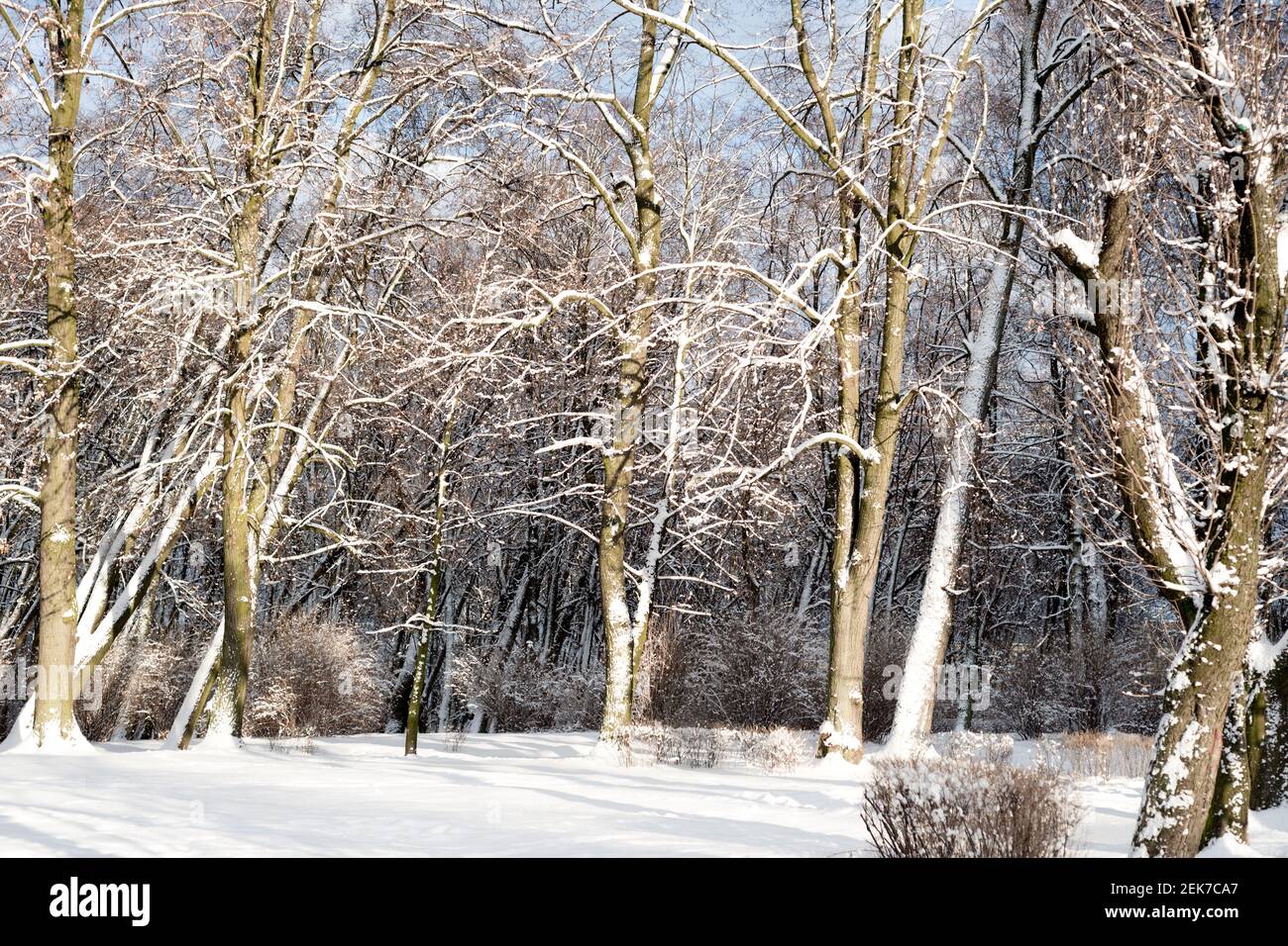 Parc d'hiver dans la neige blanche Banque D'Images