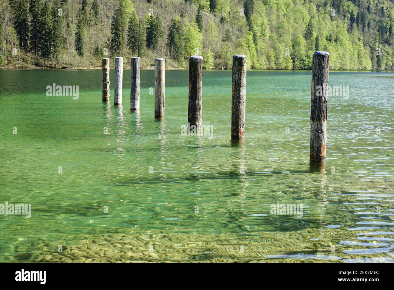Rangée de poteaux en bois dans un lac peu profond avec un forêt en arrière-plan Banque D'Images