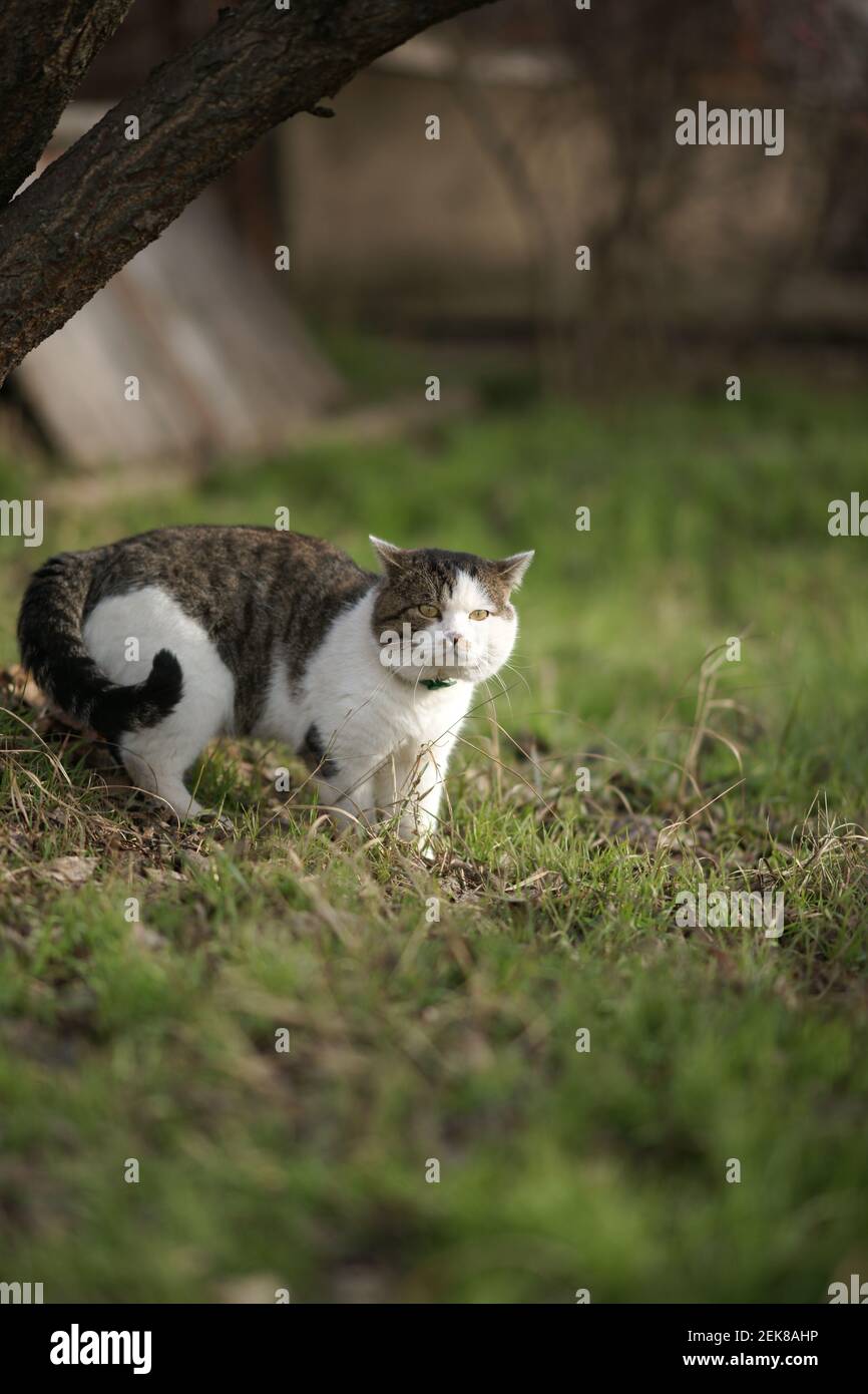 Grand chat tricolore dans le collier marche sur l'herbe verte au printemps. Banque D'Images