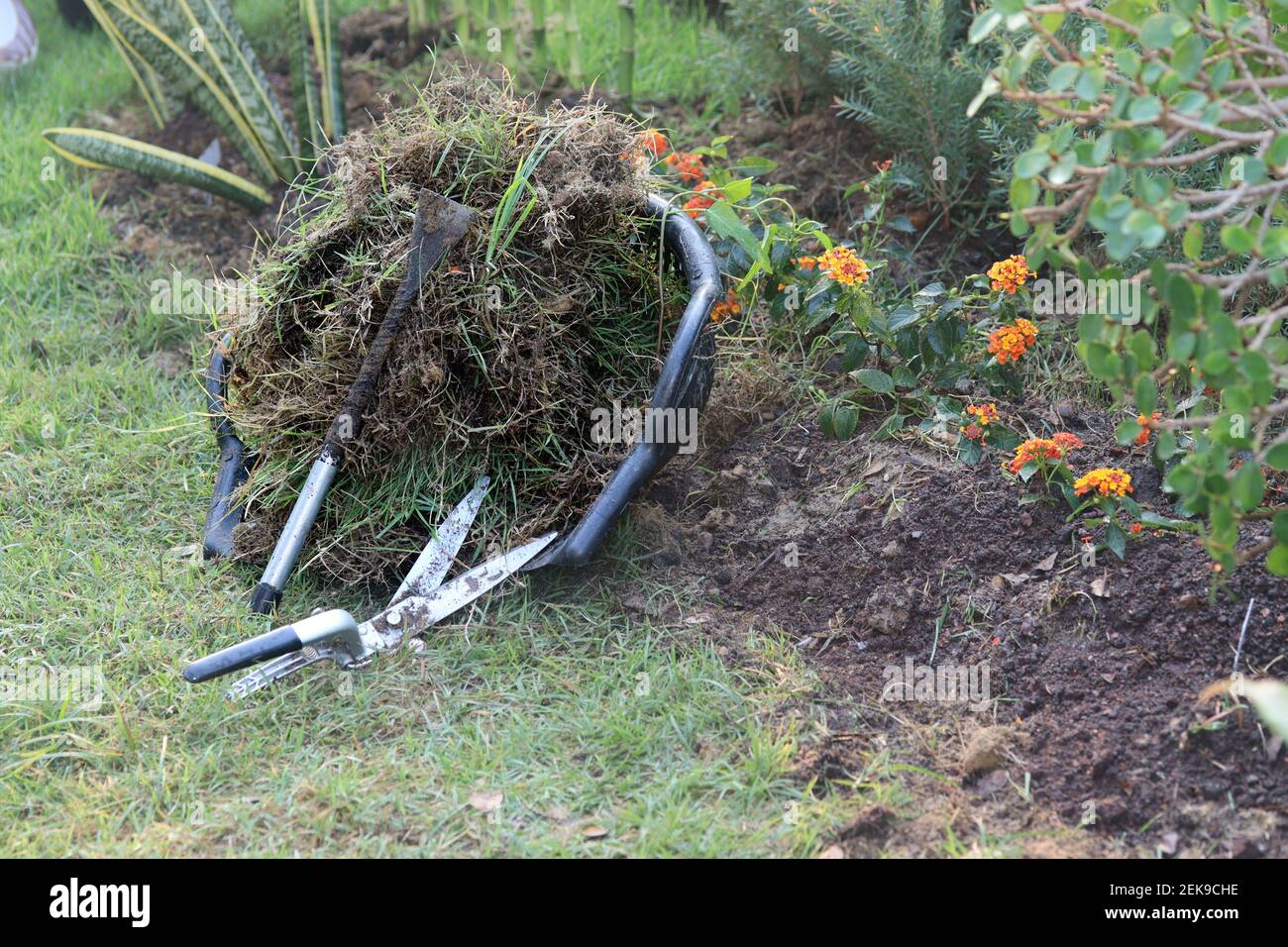 Maison décoration de jardin: Petit pied de biche en fer, ciseaux d'herbe et herbe-alimentation des mauvaises herbes et des feuilles sèches dans le panier noir près de petit arbre de fleur avec les morni Banque D'Images