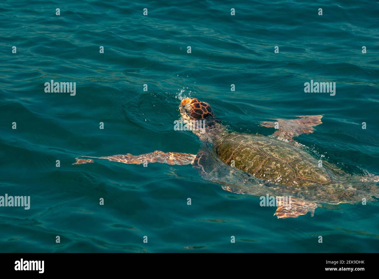 Caretta caretta sauvage tortue de mer Banque D'Images