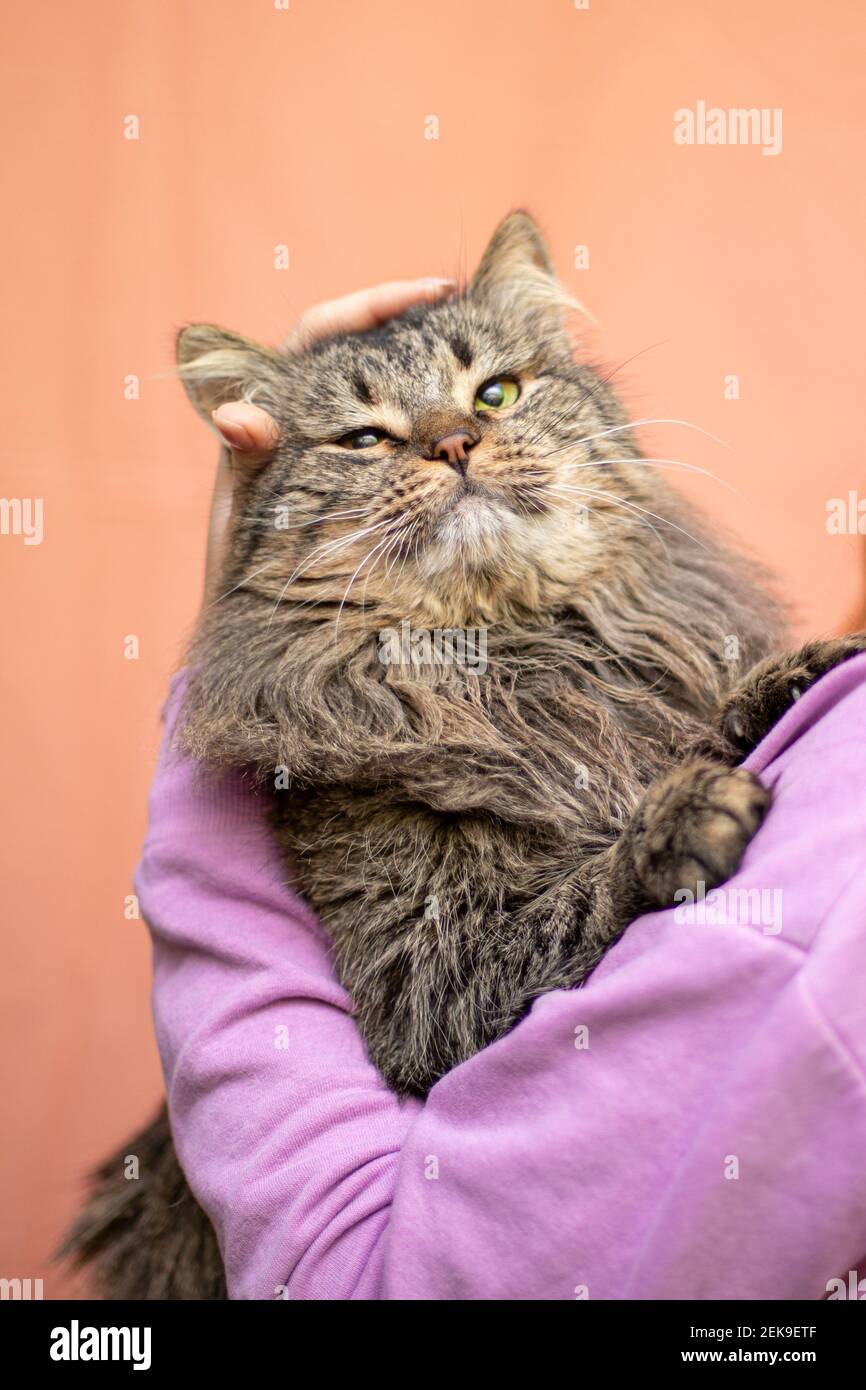 Smiling De Chat Drole Chat Domestique Photo Stock Alamy