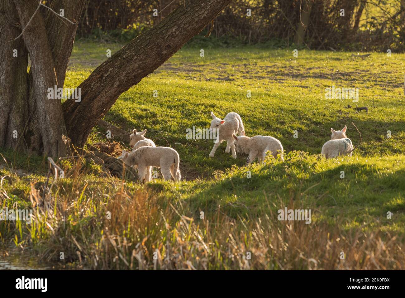 Jeunes agneaux nouveau-nés (ovis aries) jouant au printemps dans le champ agricole du centre du pays de Galles, à l'extérieur de Welshpool, Powys. Animaux de ferme bétail. Banque D'Images