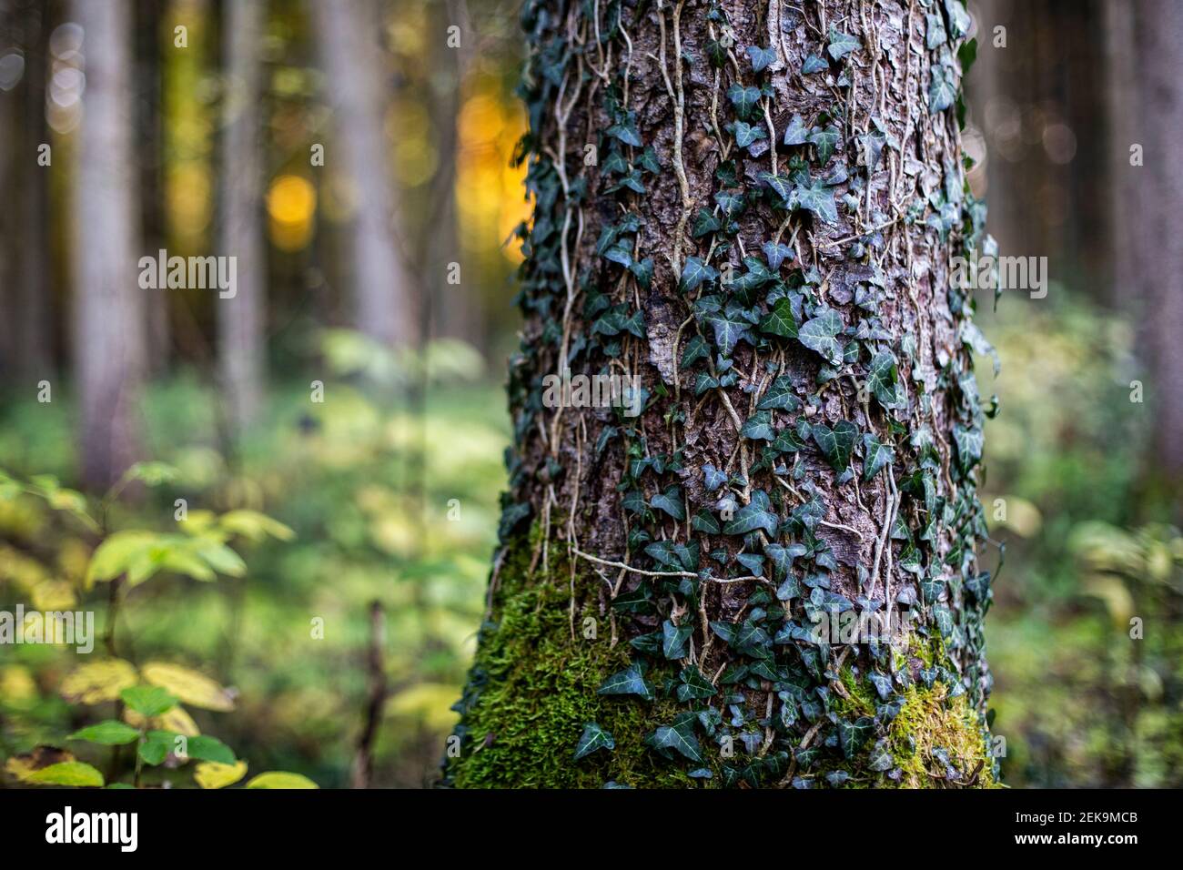 Écorce d'arbre recouverte de feuilles de lierre et de mousse en forêt Banque D'Images