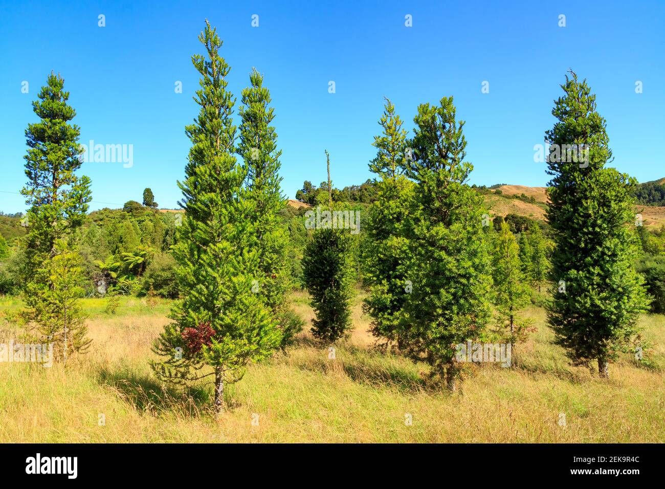 Un bosquet de jeunes kauri en pleine croissance sur la péninsule de Coromandel, en Nouvelle-Zélande, planté dans le cadre du projet de reboisement 'Kauri 2000' Banque D'Images