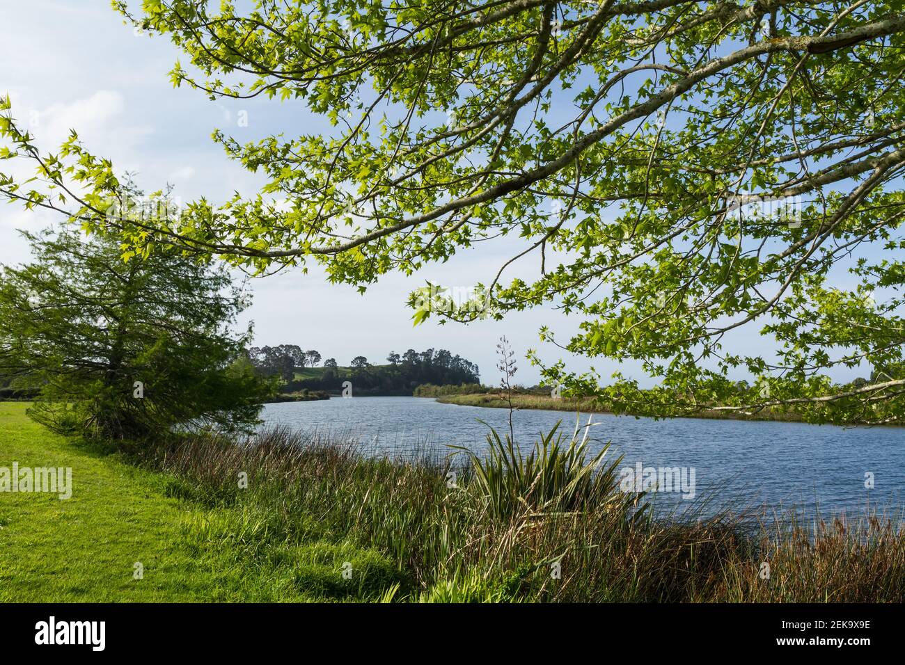 Paysage fluvial au printemps, avec feuillage vert frais sur un arbre à gomme sucrée au premier plan. Wairoa River, Nouvelle-Zélande Banque D'Images