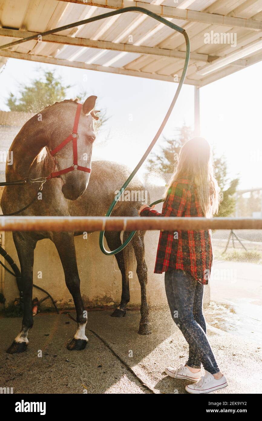 Jeune femme lavant son cheval son tuyau à la ferme sous le soleil jour Banque D'Images