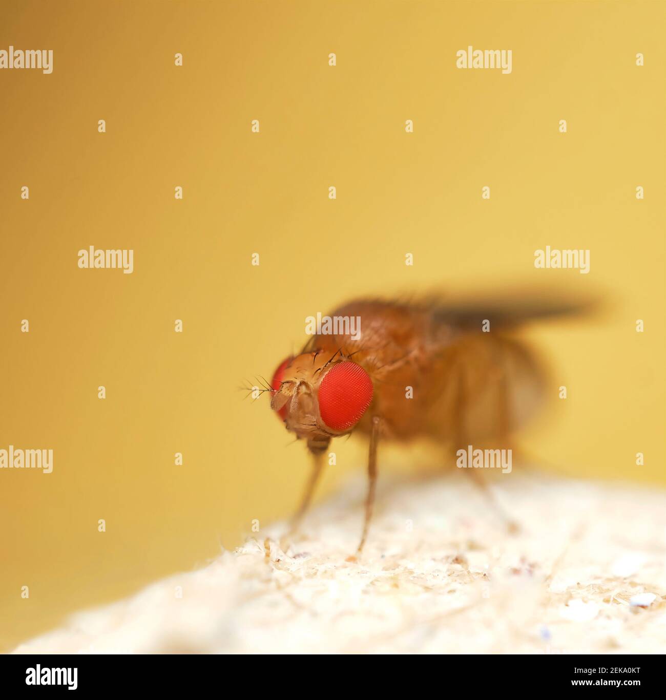 Photo macro de fruit Fly gros plan Banque D'Images