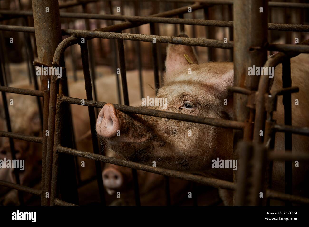 Cochon en cage au stylo animal Photo Stock - Alamy