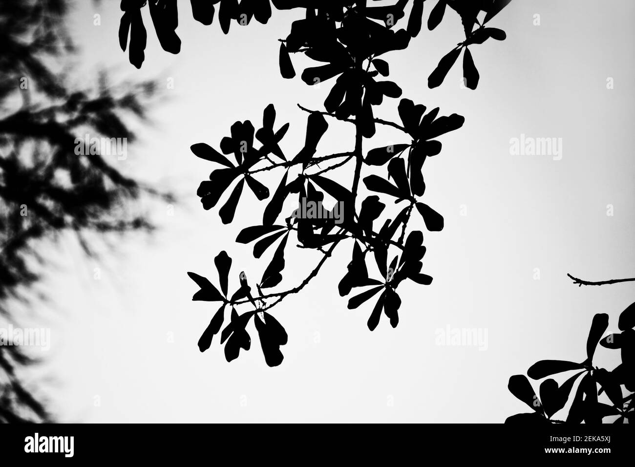 Feuilles sur un arbre Banque D'Images