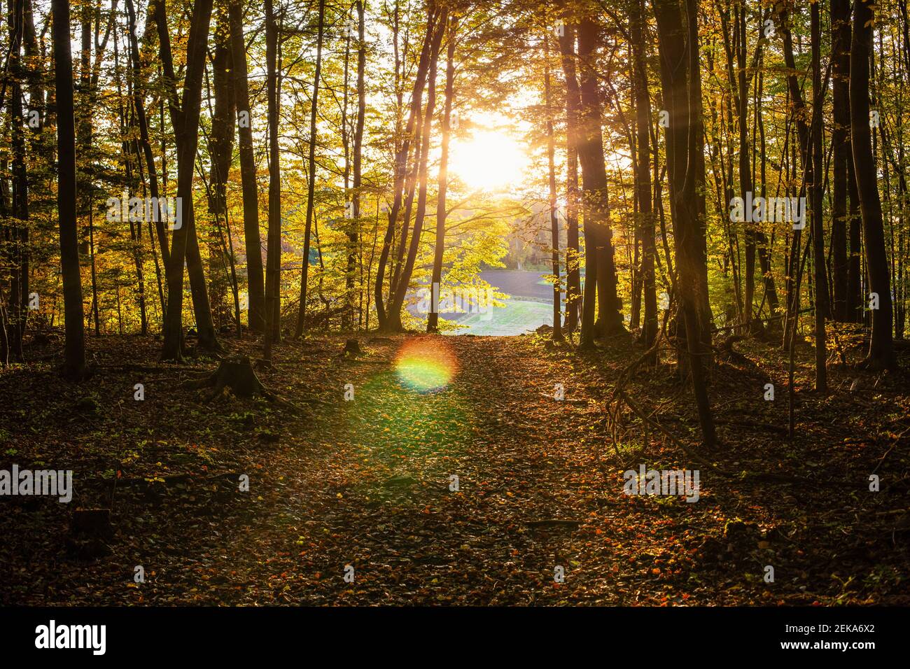 Le chemin vers l'avant de la rivière en forêt pendant le coucher du soleil Banque D'Images