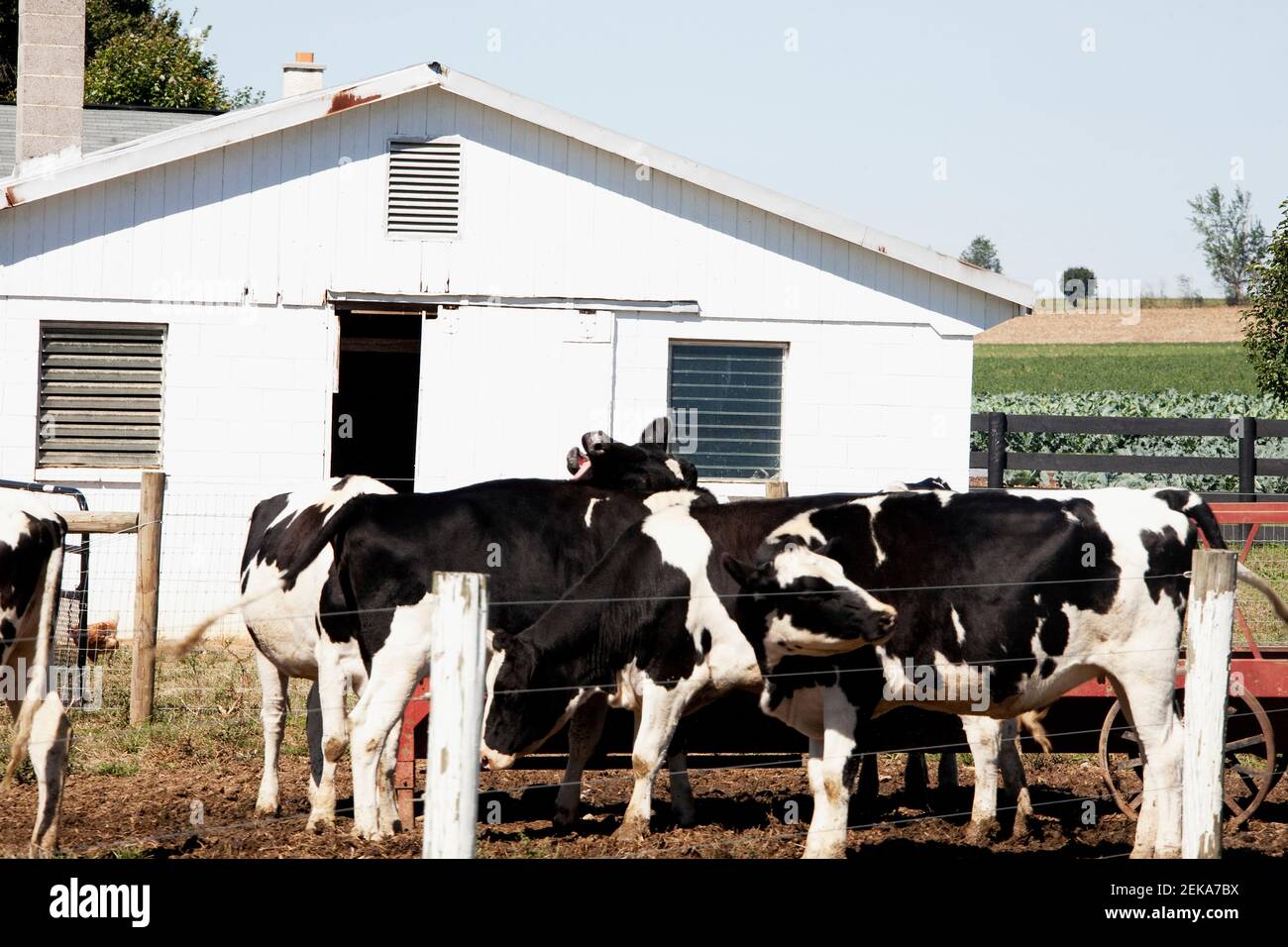 Vaches dans une ferme, Amish Farm, Lancaster, Pennsylvanie, États-Unis Banque D'Images