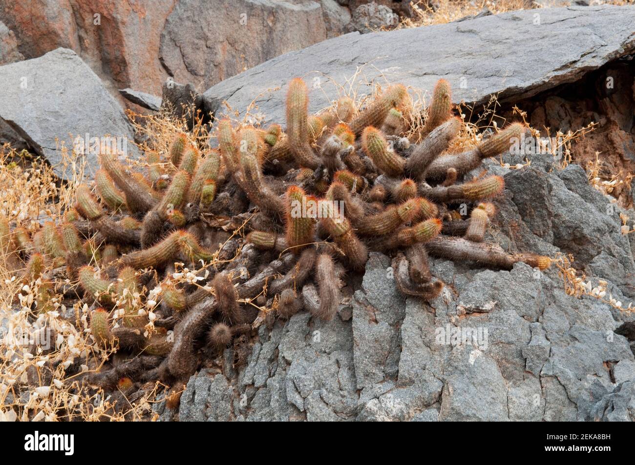 Cactus croissant parmi les rochers, montagne Fatima, province de la Rioja, Argentine Banque D'Images