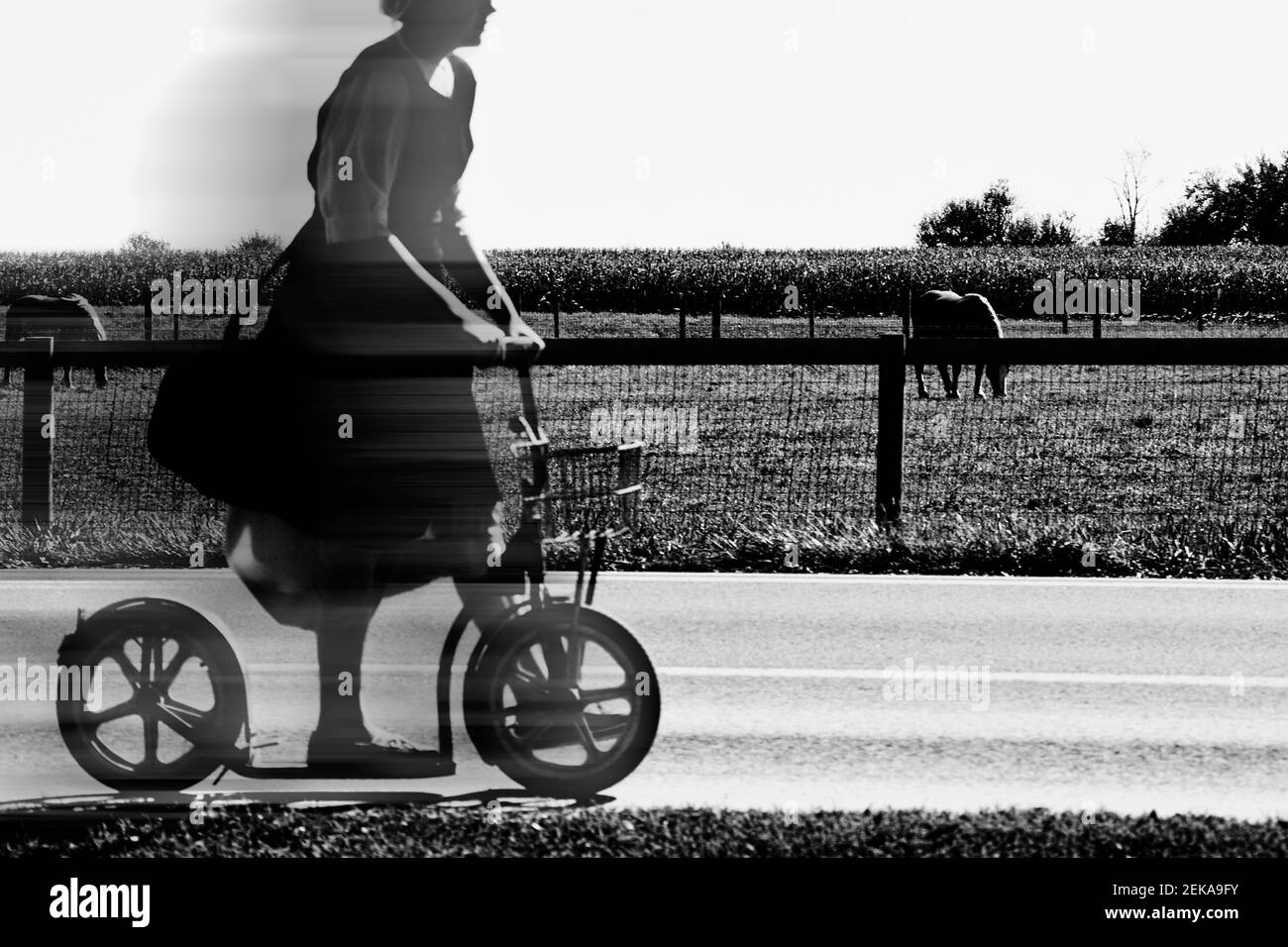 Femme à cheval dans une ferme, Amish Farm, Lancaster, Pennsylvanie, États-Unis Banque D'Images
