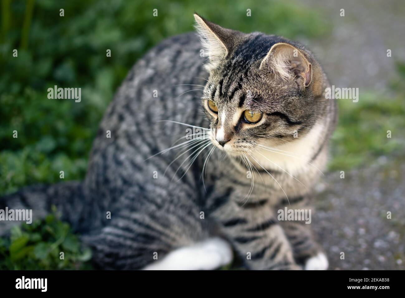 Le jeune chat rayé gris regarde de près quelque chose dans la cour, Banque D'Images