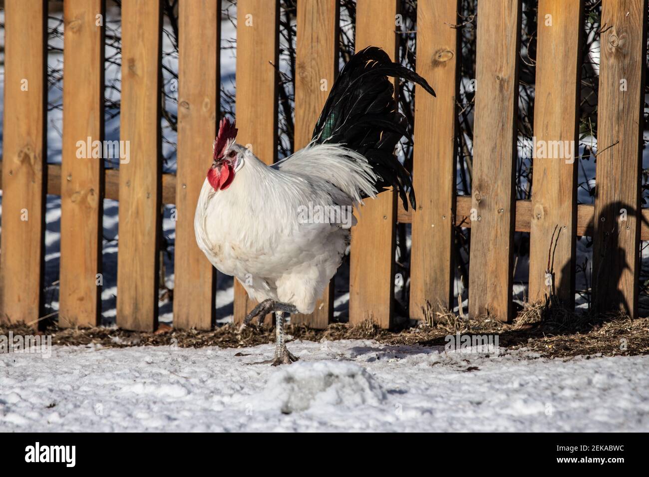 le robinet blanc Banque D'Images