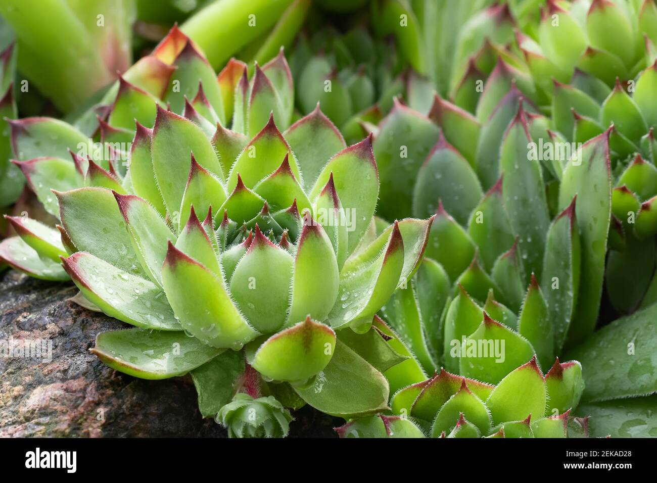 Groupe d'une plante de couverture de sol à feuilles persistantes Sempervivum connue sous le nom de Houseleek dans la rockery, en gros plan. Banque D'Images