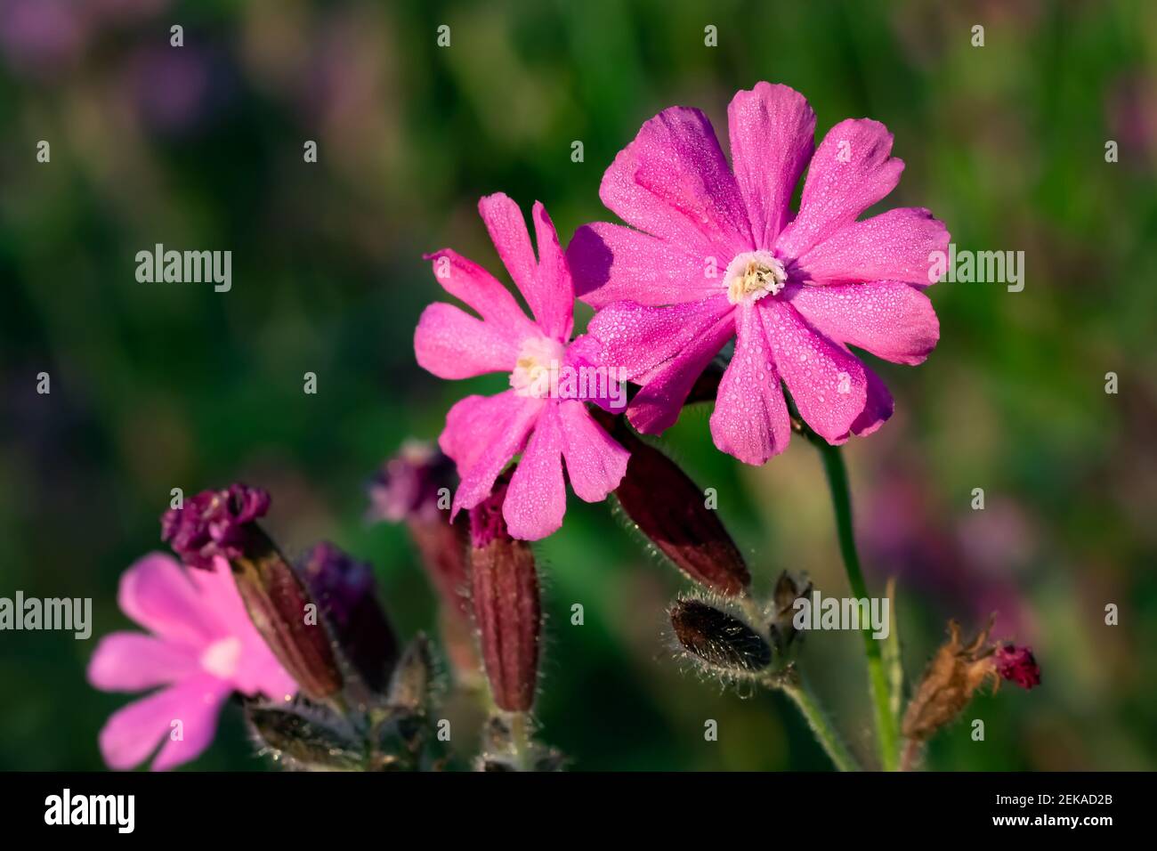 Les fleurs d'une plante vivace Silene dioica connue sous le nom de Red campion ou Red catchfly sur un bord de forêt en été coucher du soleil, en gros plan. Banque D'Images