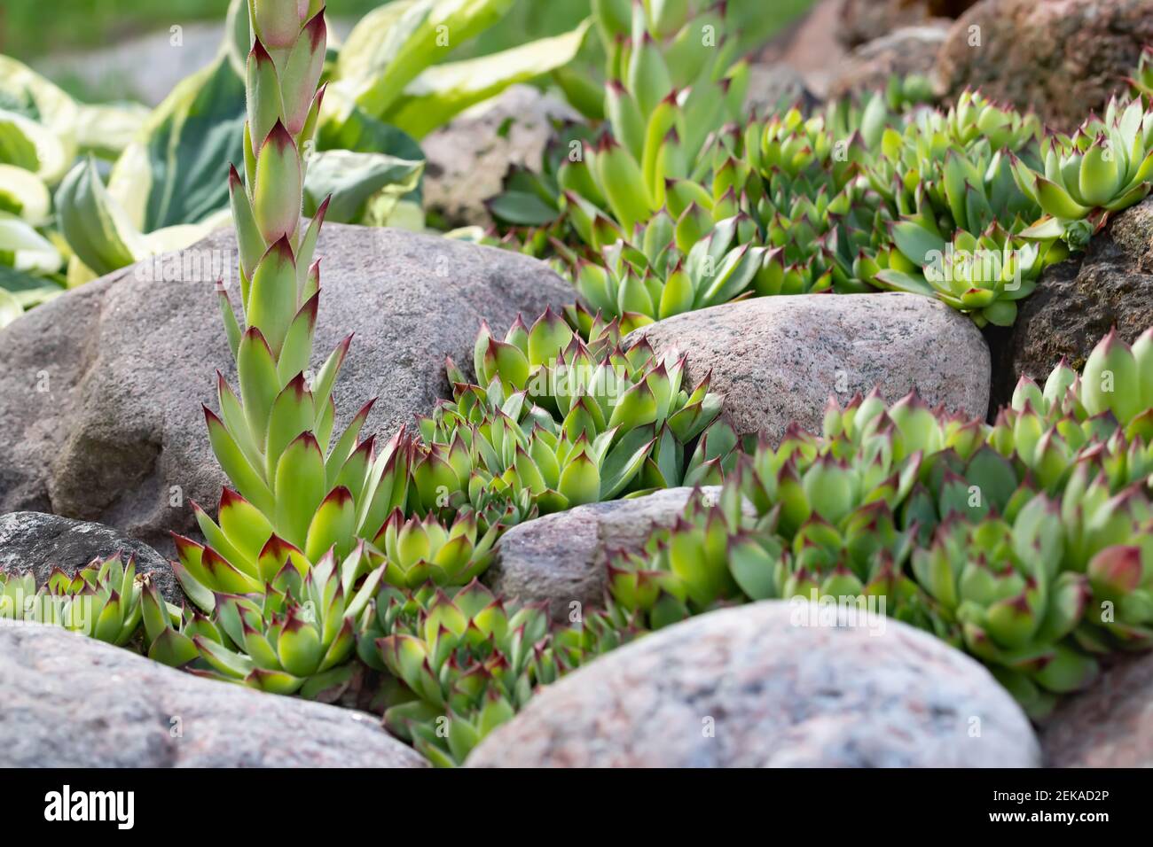 Groupe d'une plante à couvert de terre à feuilles persistantes Sempervivum connue sous le nom de Houseleek dans la rocarie. Banque D'Images