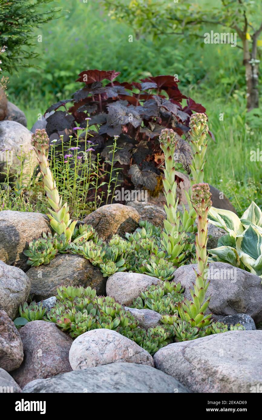 Plante de couverture de terre à feuilles persistantes en fleurs Sempervivum connue sous le nom de Houseleek dans la roche, image verticale. Banque D'Images