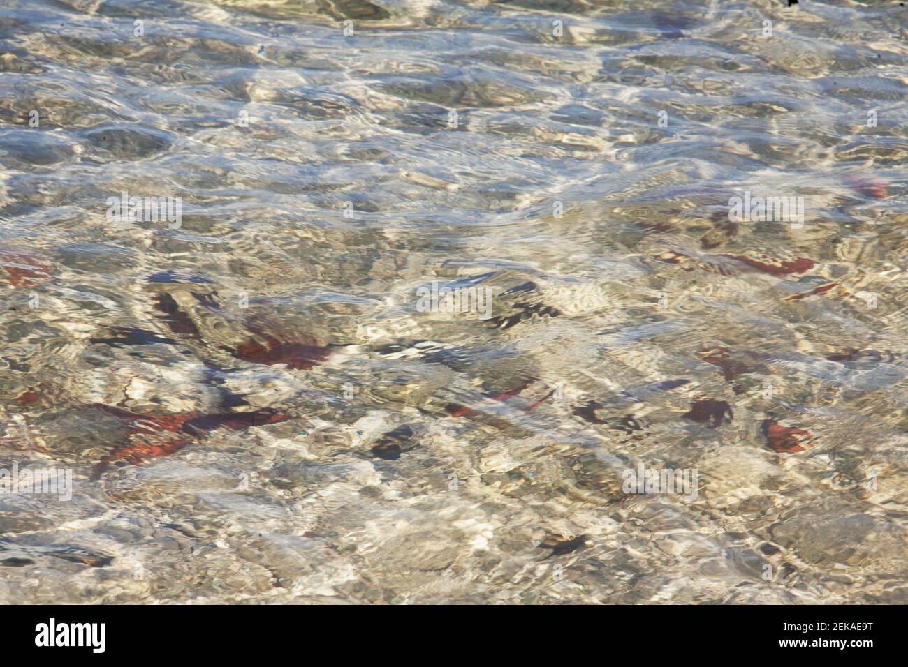 Portrait d'un paysage rocheux, John Pennekamp Coral Reef State Park, Key Largo, Florida Keys, Floride, USA Banque D'Images