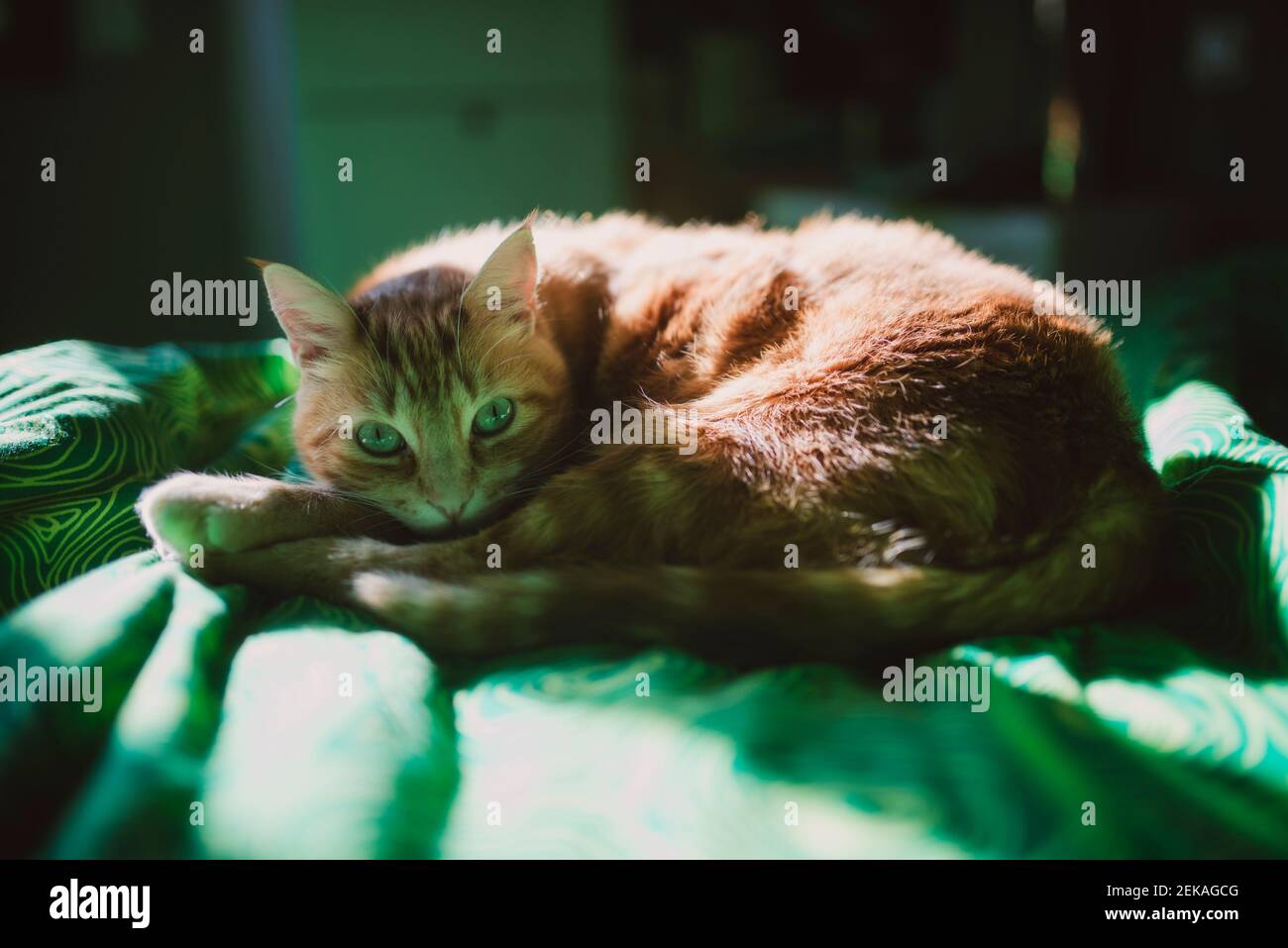 Un chat au gingembre qui se retrouve au lit à la maison Banque D'Images