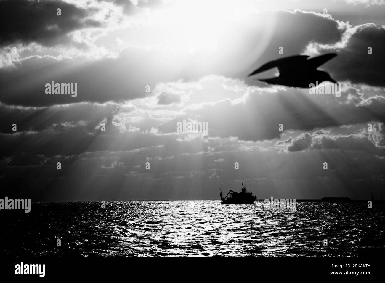 Oiseau volant au-dessus de l'océan avec un navire en arrière-plan, Key West, Floride, États-Unis Banque D'Images