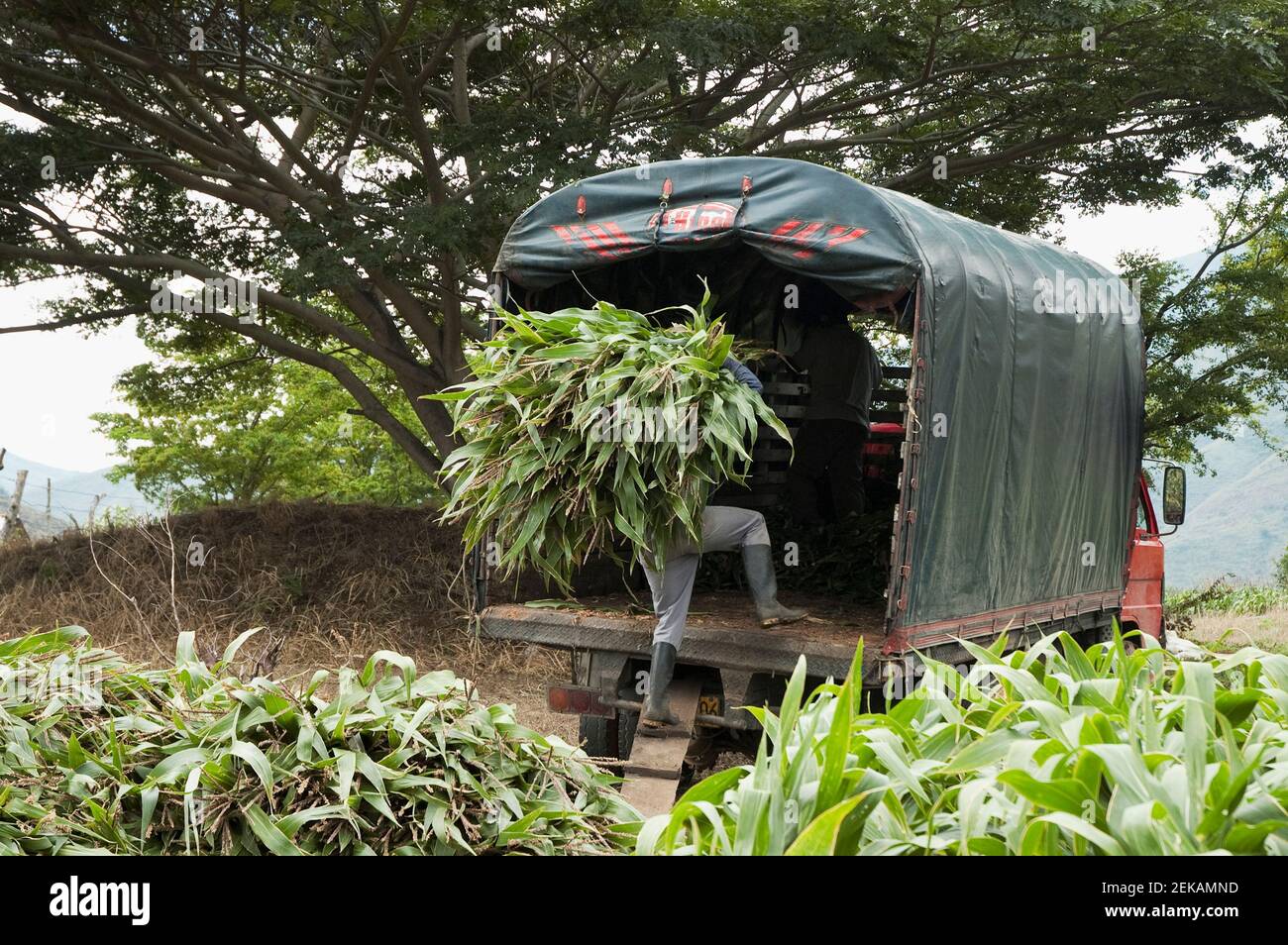 Agriculteur chargeant des faisceaux de plantes fourragères sur un camion, Valle del Cauca, Colombie Banque D'Images