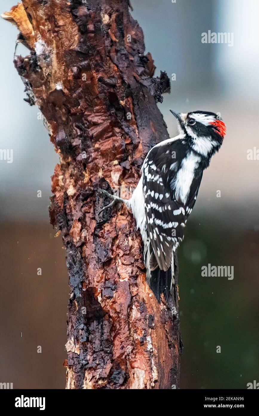 Pic de bois mâle dans l'habitat de l'arrière-cour Banque D'Images