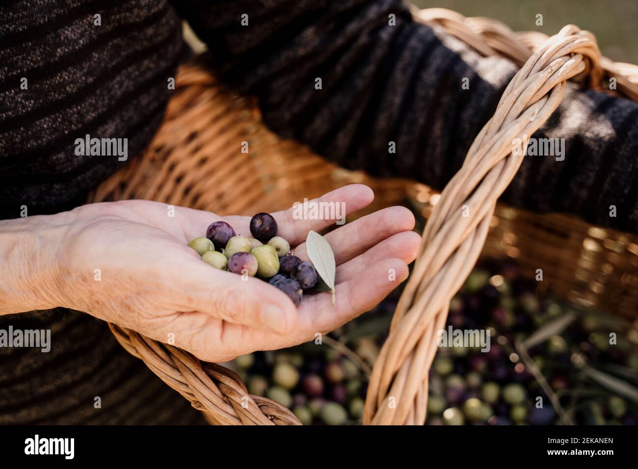 Femme âgée tenant des olives du panier dans la cour arrière Banque D'Images