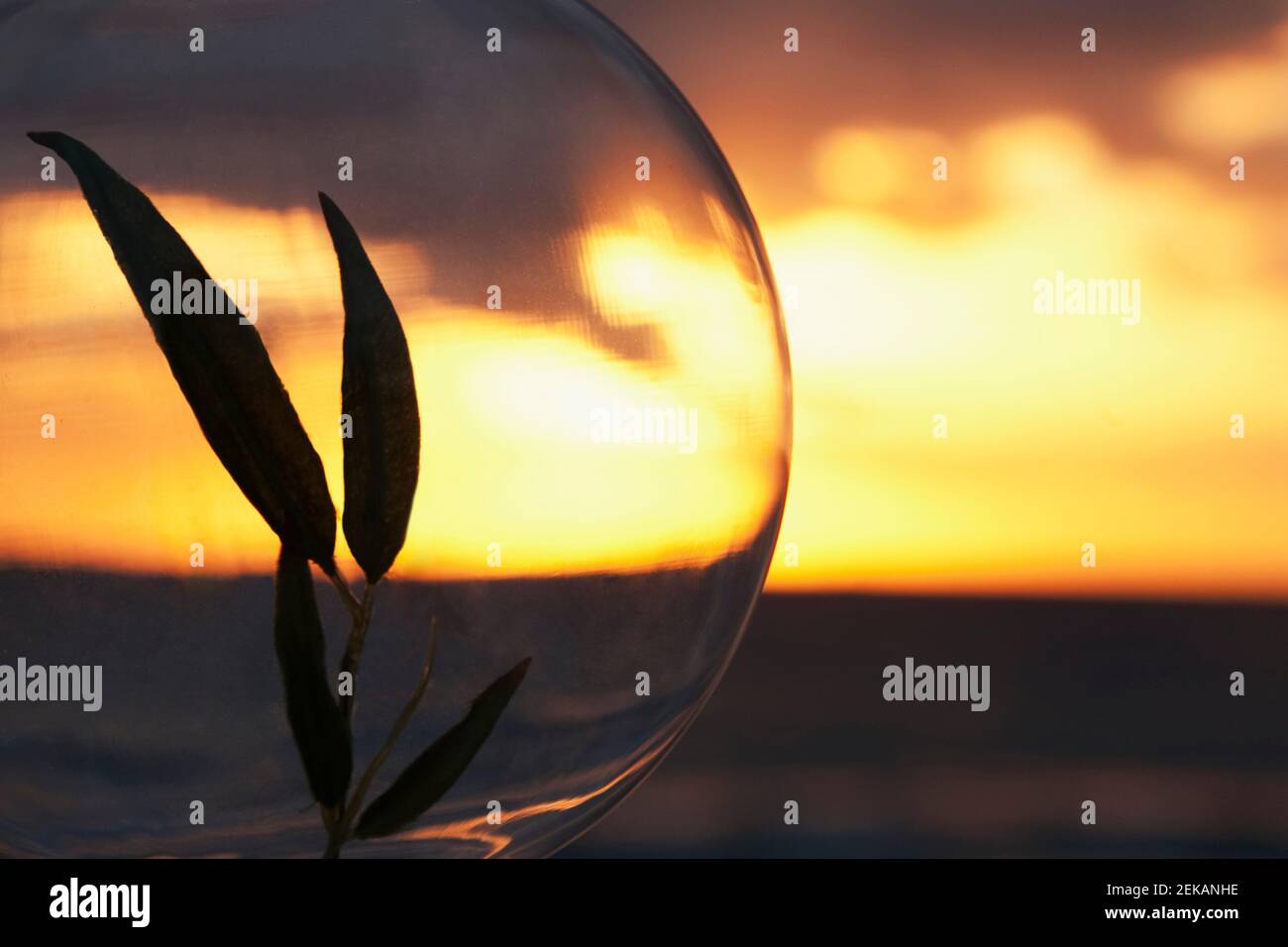 Plantant dans une boule de cristal avec l'océan vu à travers elle, Miami Beach, Floride, États-Unis Banque D'Images