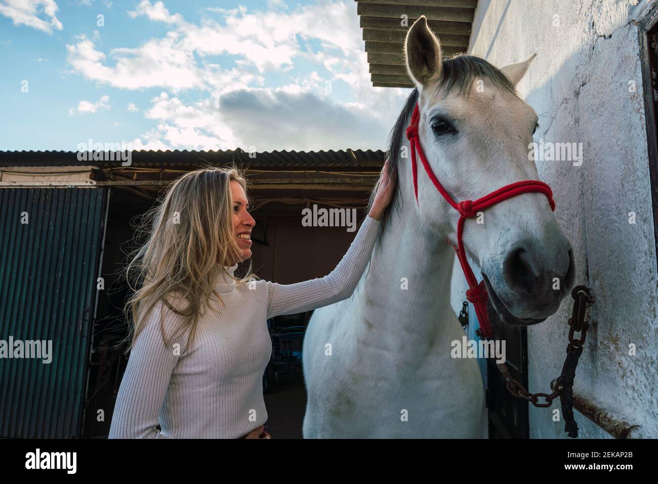 Femme souriante consolant le cheval tout en se tenant contre l'écurie Banque D'Images