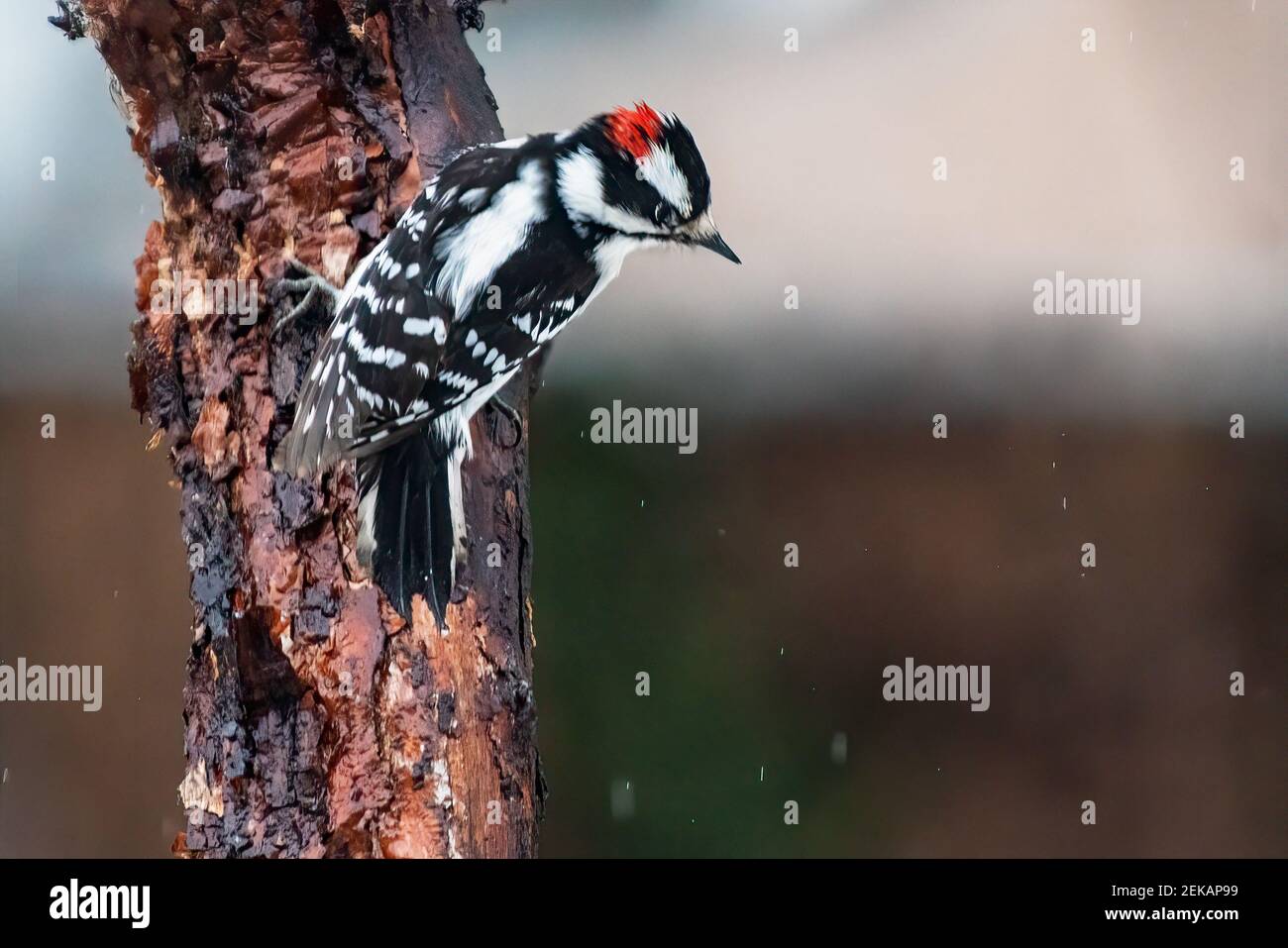 Pic de bois mâle dans l'habitat de l'arrière-cour Banque D'Images