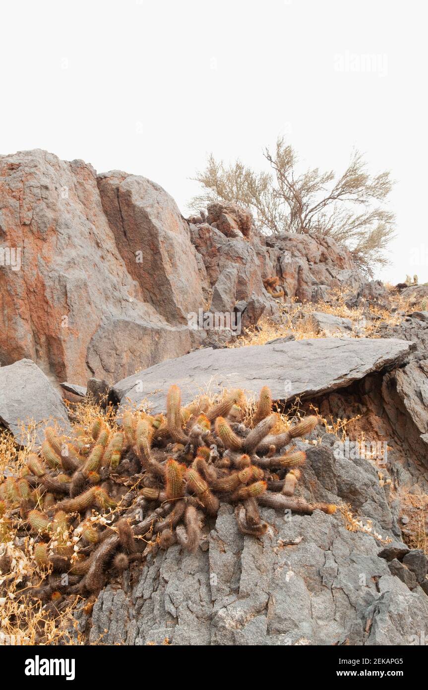 Cactus croissant parmi les rochers, montagne Fatima, province de la Rioja, Argentine Banque D'Images
