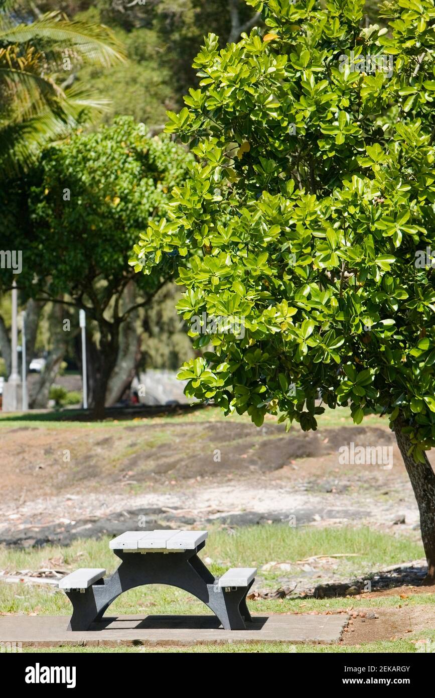 Table de pique-nique dans un parc, parc et jardins de Liliuokalani, Banyan Drive, Hilo, Big Island, Hawaï, ÉTATS-UNIS Banque D'Images