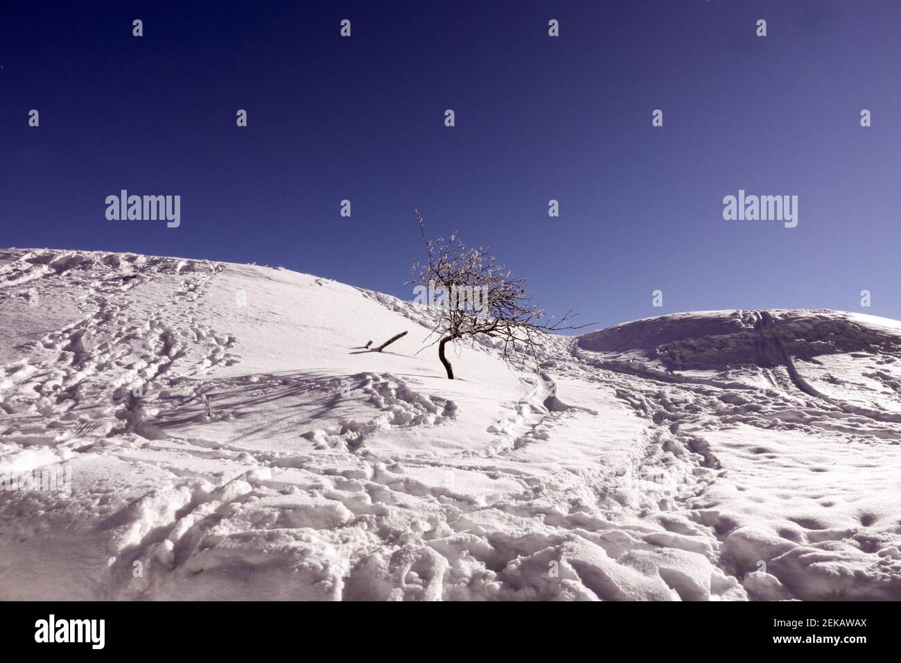 Traces et petit arbre dans une dérive de neige Banque D'Images