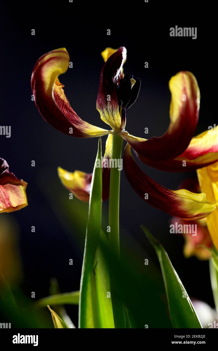 Tulipes à fleurs violettes et jaunes Banque D'Images