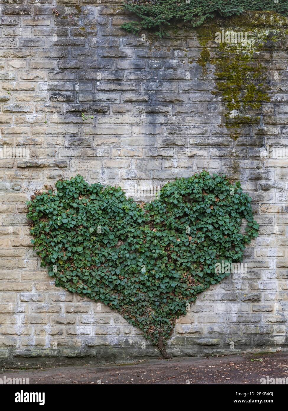 Ivy croissant en forme de coeur sur le mur de brique grise Banque D'Images