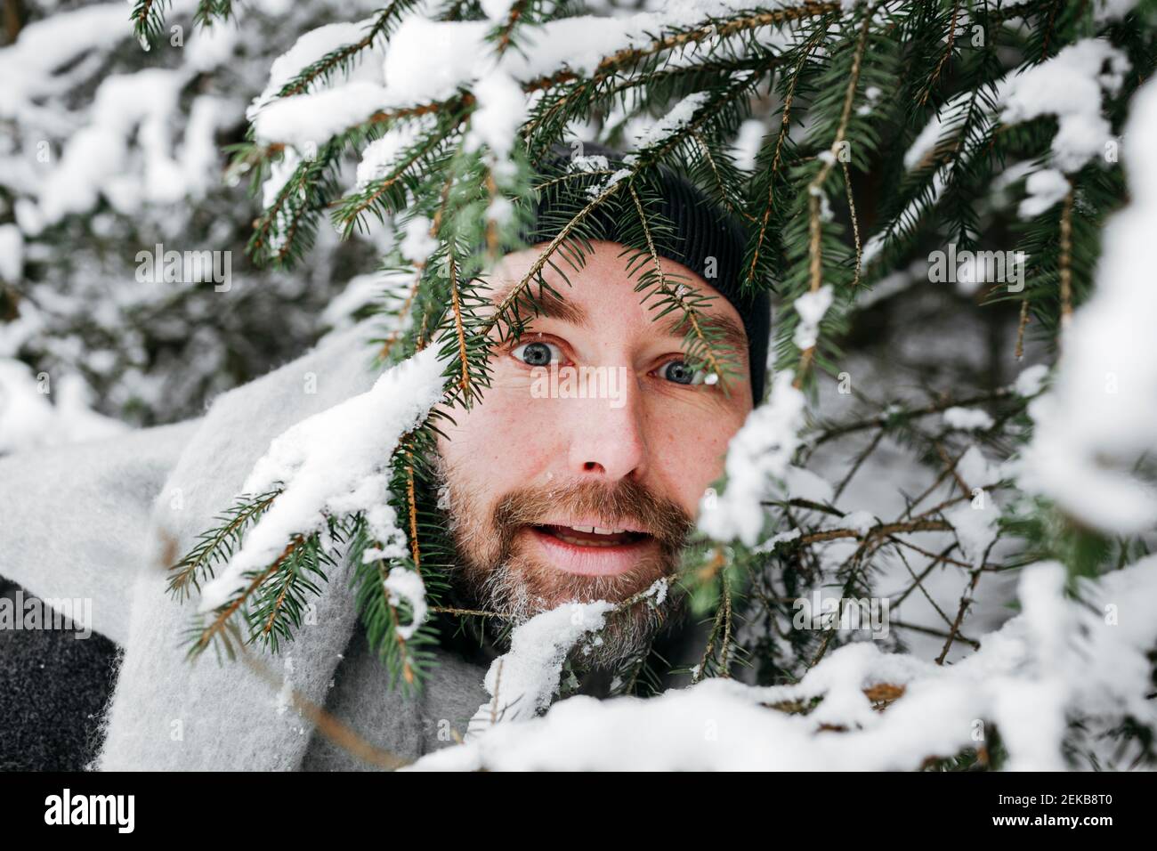 Curieux homme regardant à travers des brindilles de pin couvertes de neige Banque D'Images