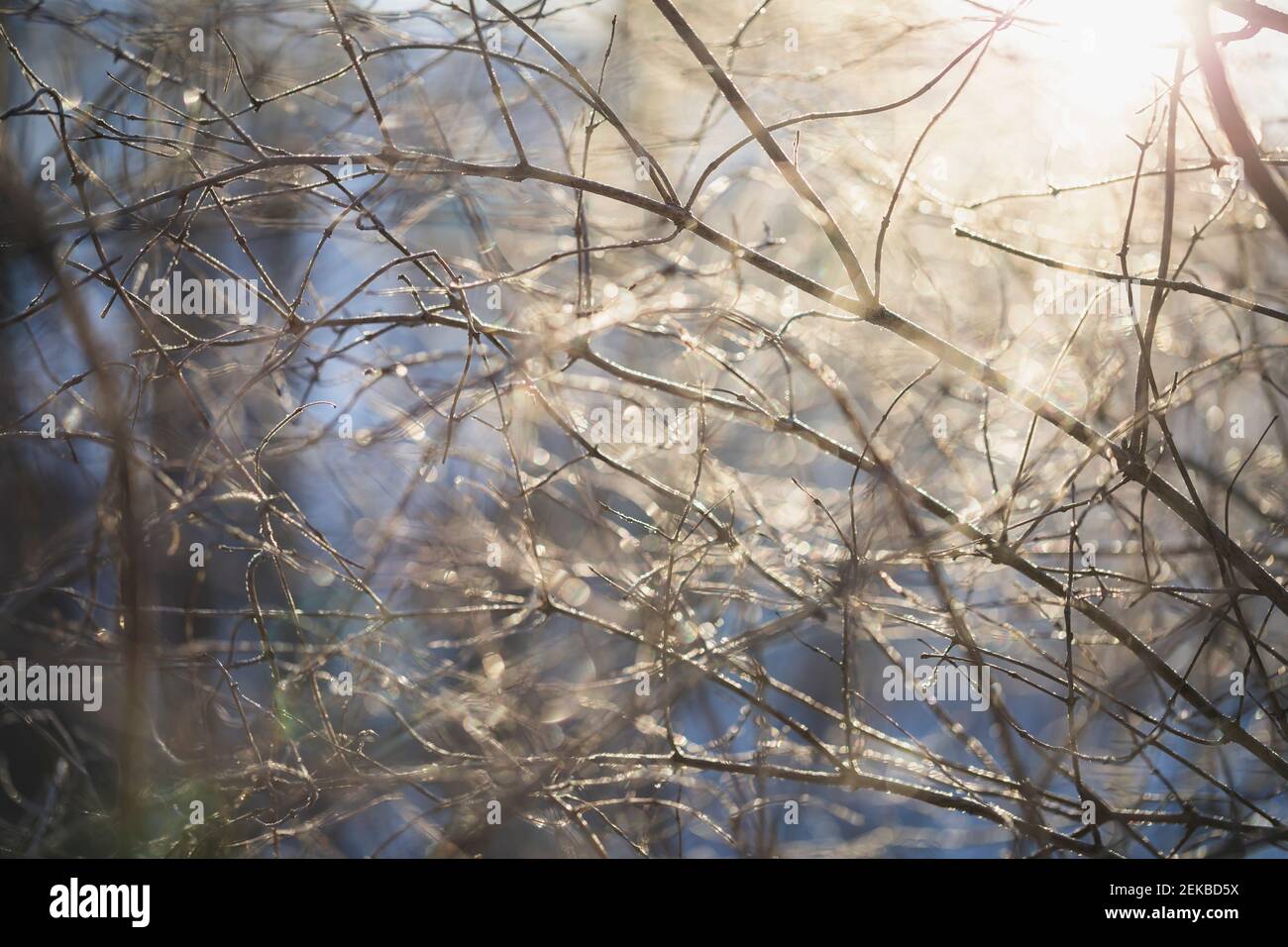 Allemagne, Brandebourg, Mahlow, neige sur l'arbre le jour d'hiver Banque D'Images