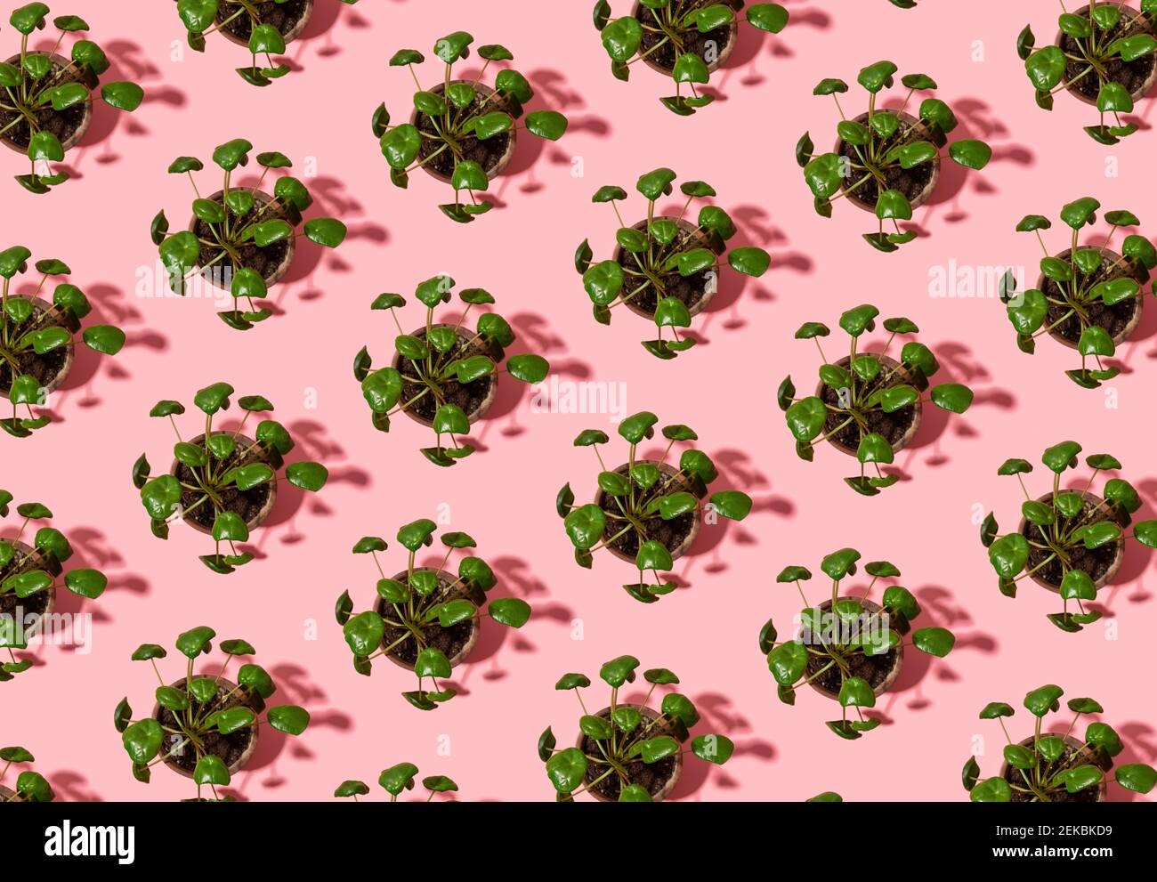 Modèle de plantes monétaires chinoises en pot (Pilea peperomioides) Banque D'Images