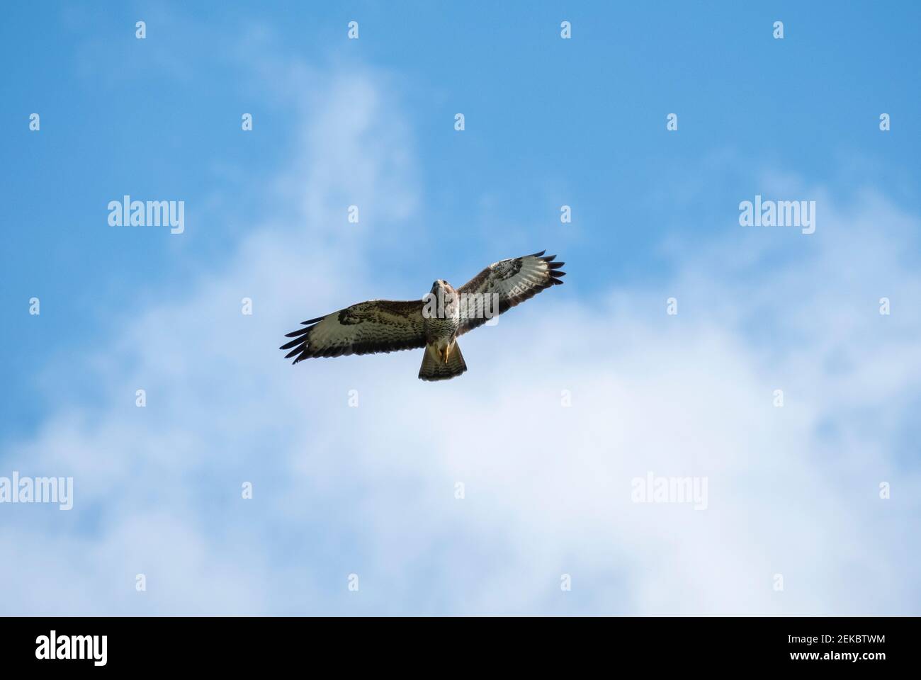 Buzzard volant contre le ciel bleu Banque D'Images